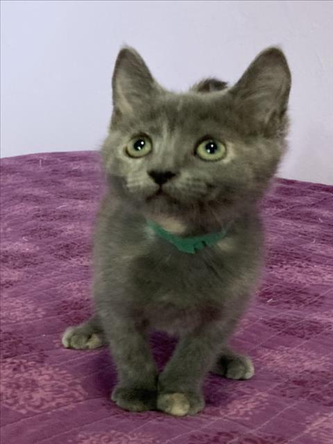 *PRINGLES, Adoptable, Kitten Female Domestic Short Hair.