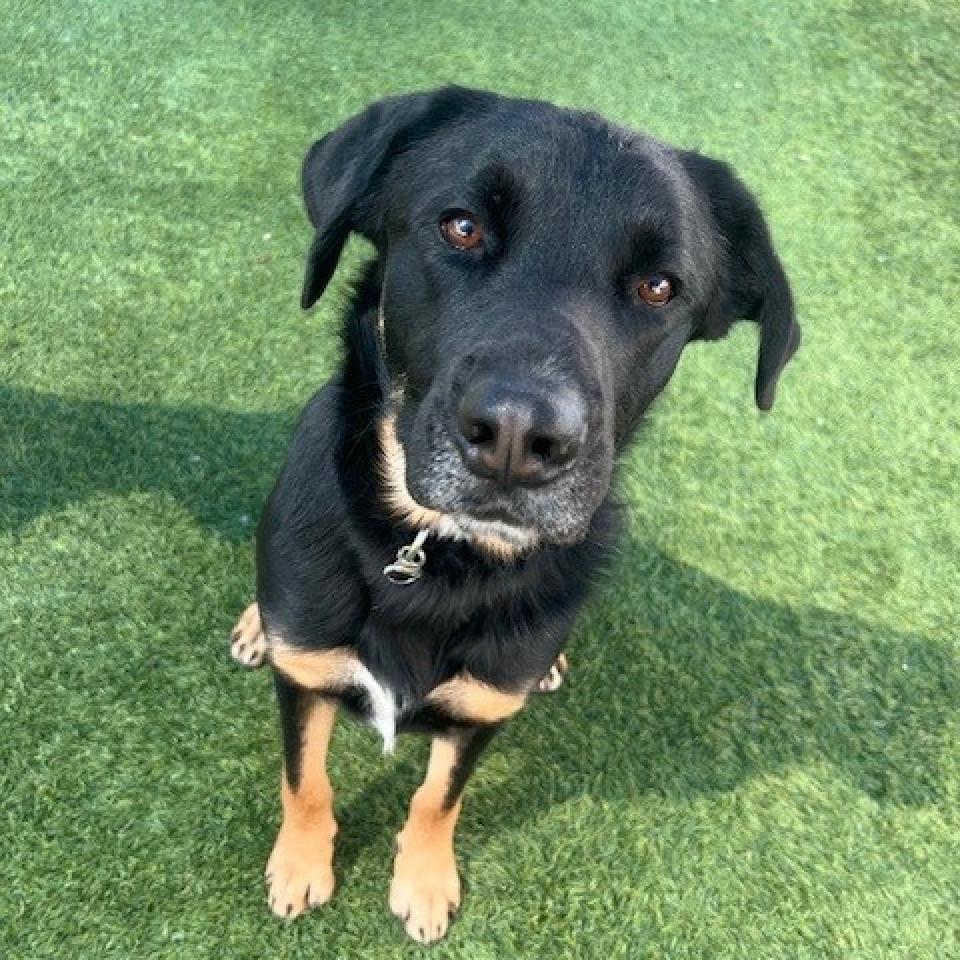 Rocco photo 3