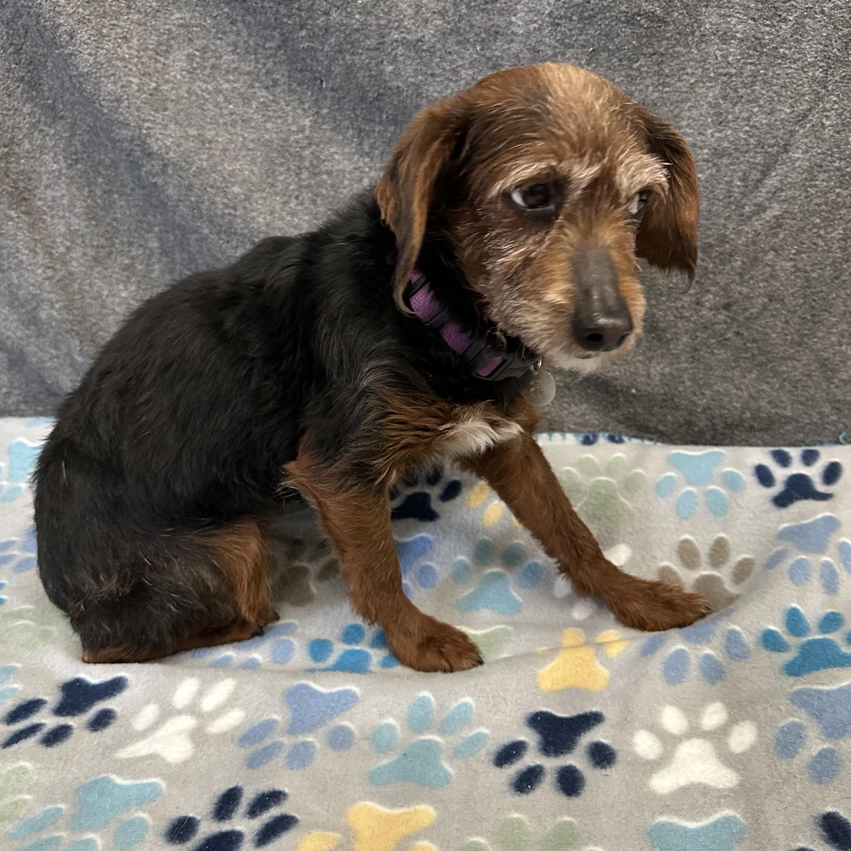 Ozark - Foster Home Needed , a Adoptable Yorkie Poo in Hartland, WI image 4/5