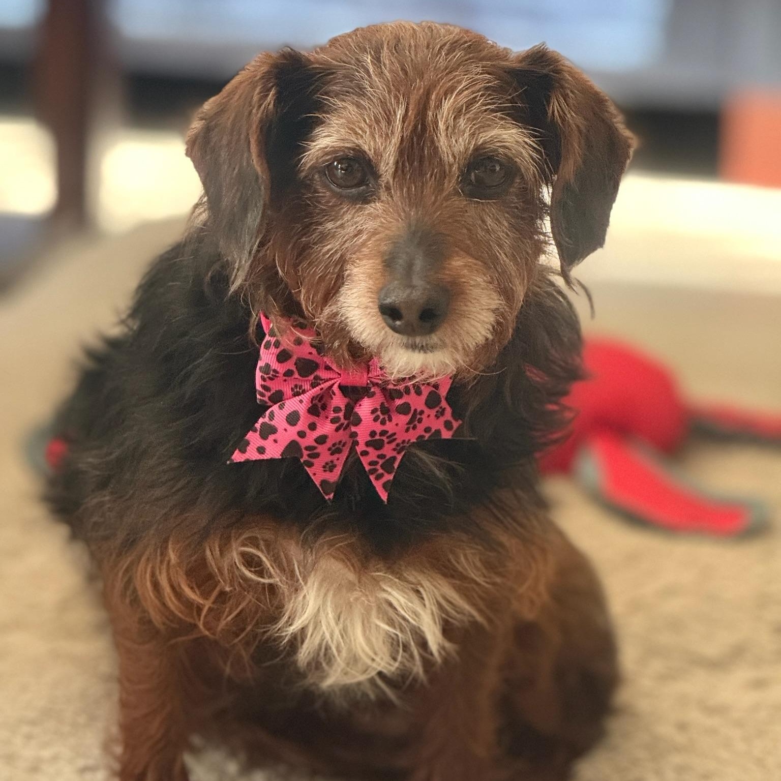 Ozark , Adoptable, Adult Female Yorkie Poo.