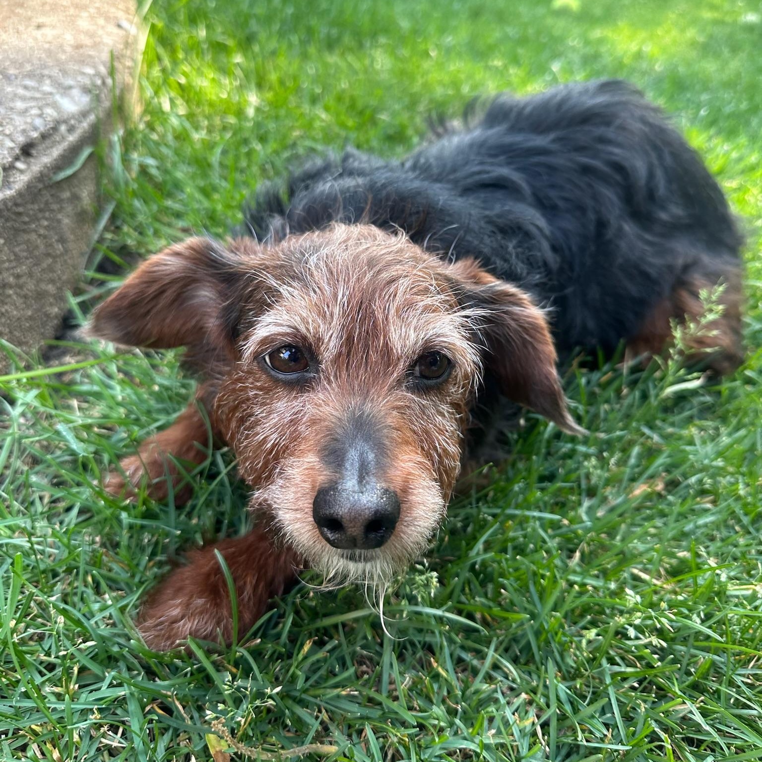 Ozark , a Adoptable Yorkie Poo in Hartland, WI image 3/6