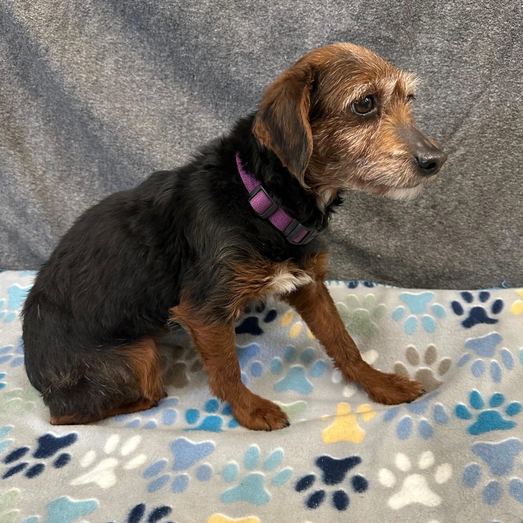 Ozark - Foster Home Needed , a Adoptable Yorkie Poo in Hartland, WI image 3/5