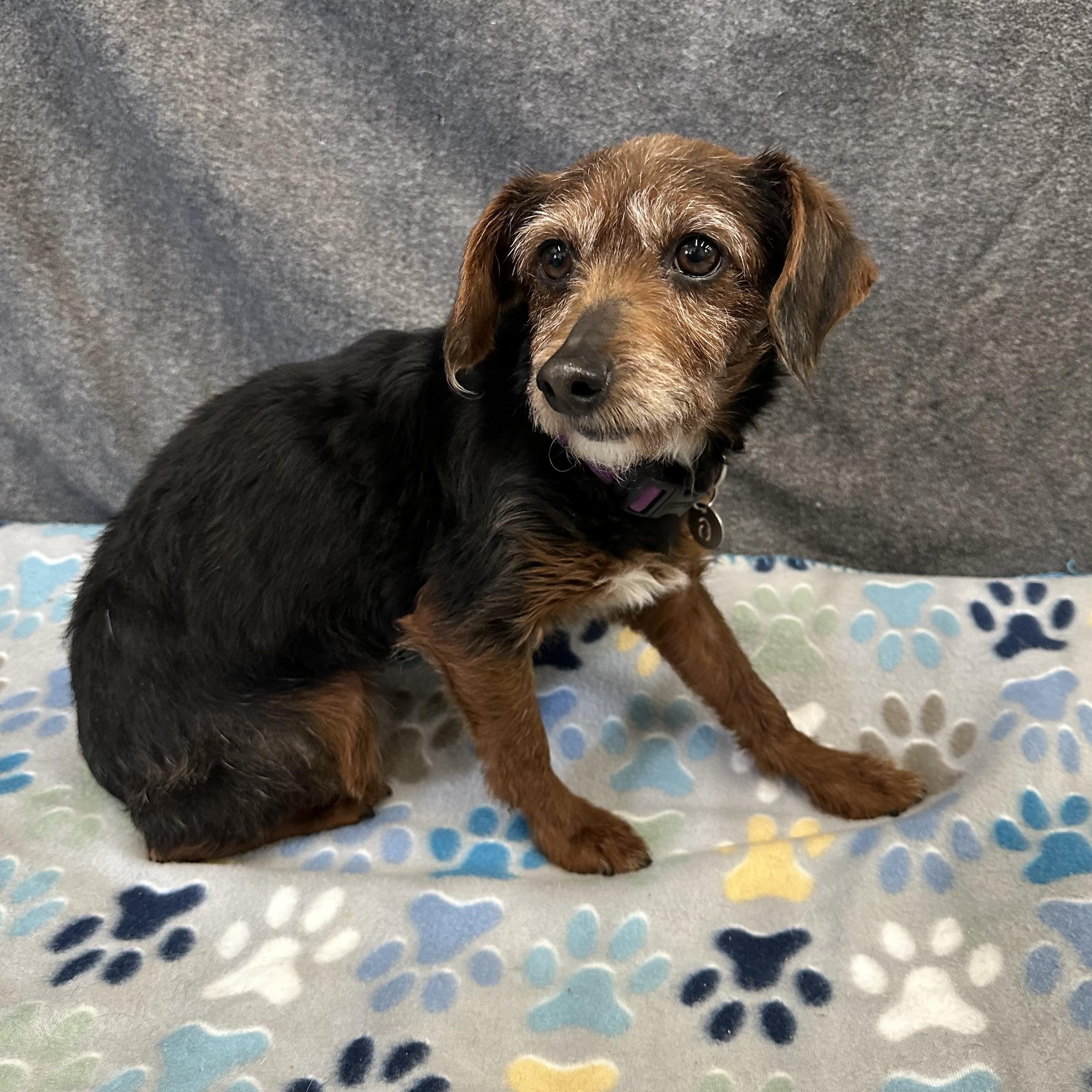 Ozark - Foster Home Needed , a Adoptable Yorkie Poo in Hartland, WI image 2/5