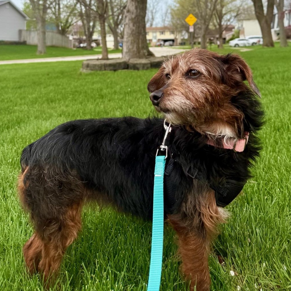 Enlarge Ozark , a Adoptable Yorkie Poo in Hartland, WI image 4/6