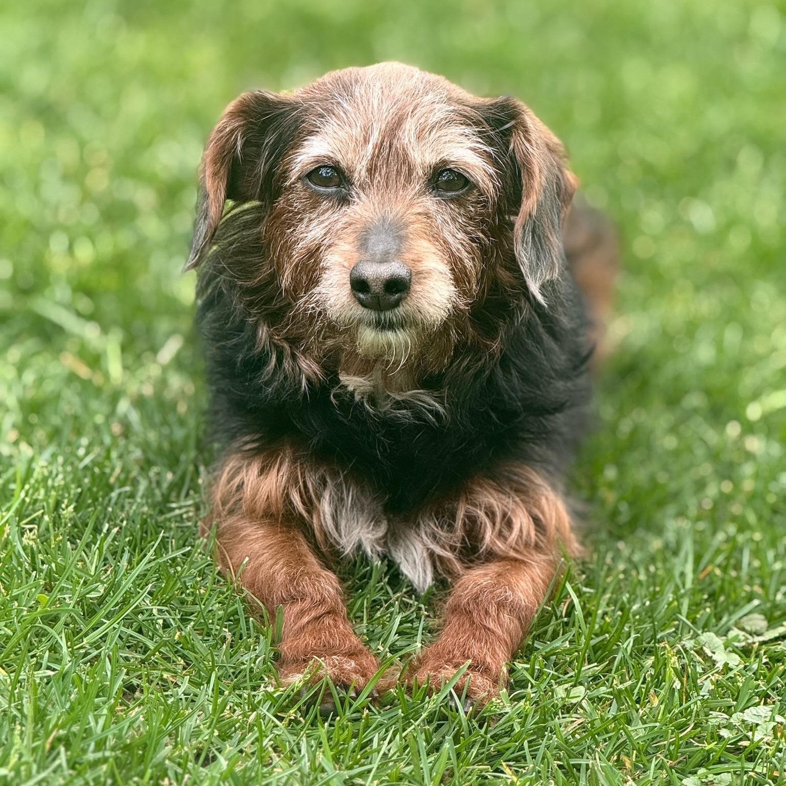 Ozark , a Adoptable Yorkie Poo in Hartland, WI image 2/6
