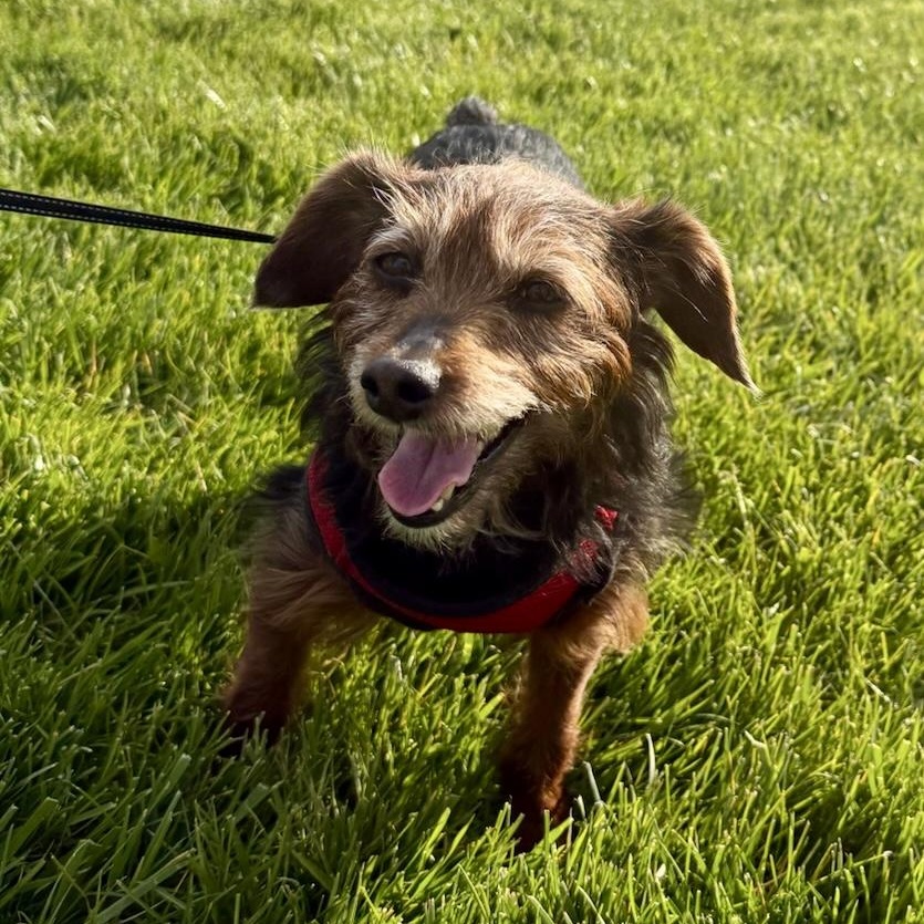 Enlarge Ozark , a Adoptable Yorkie Poo in Hartland, WI image 3/6