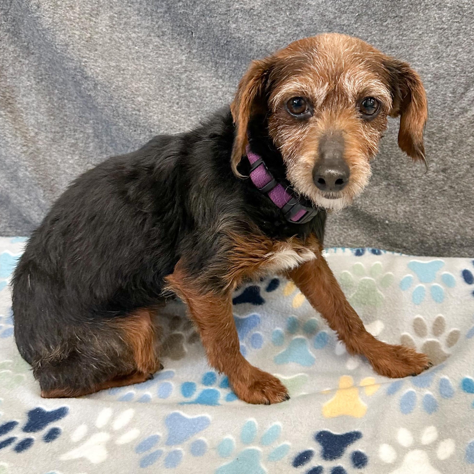 Ozark - Foster Home Needed , Adoptable, Adult Female Yorkie Poo.