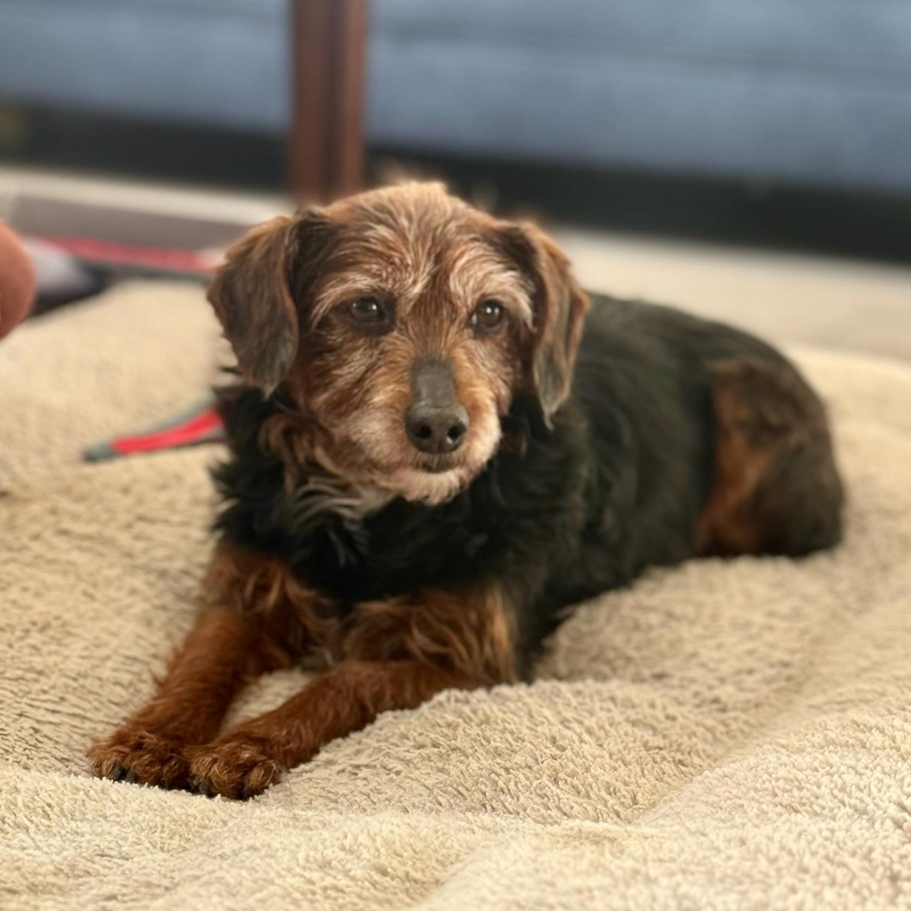 Enlarge Ozark , a Adoptable Yorkie Poo in Hartland, WI image 2/6