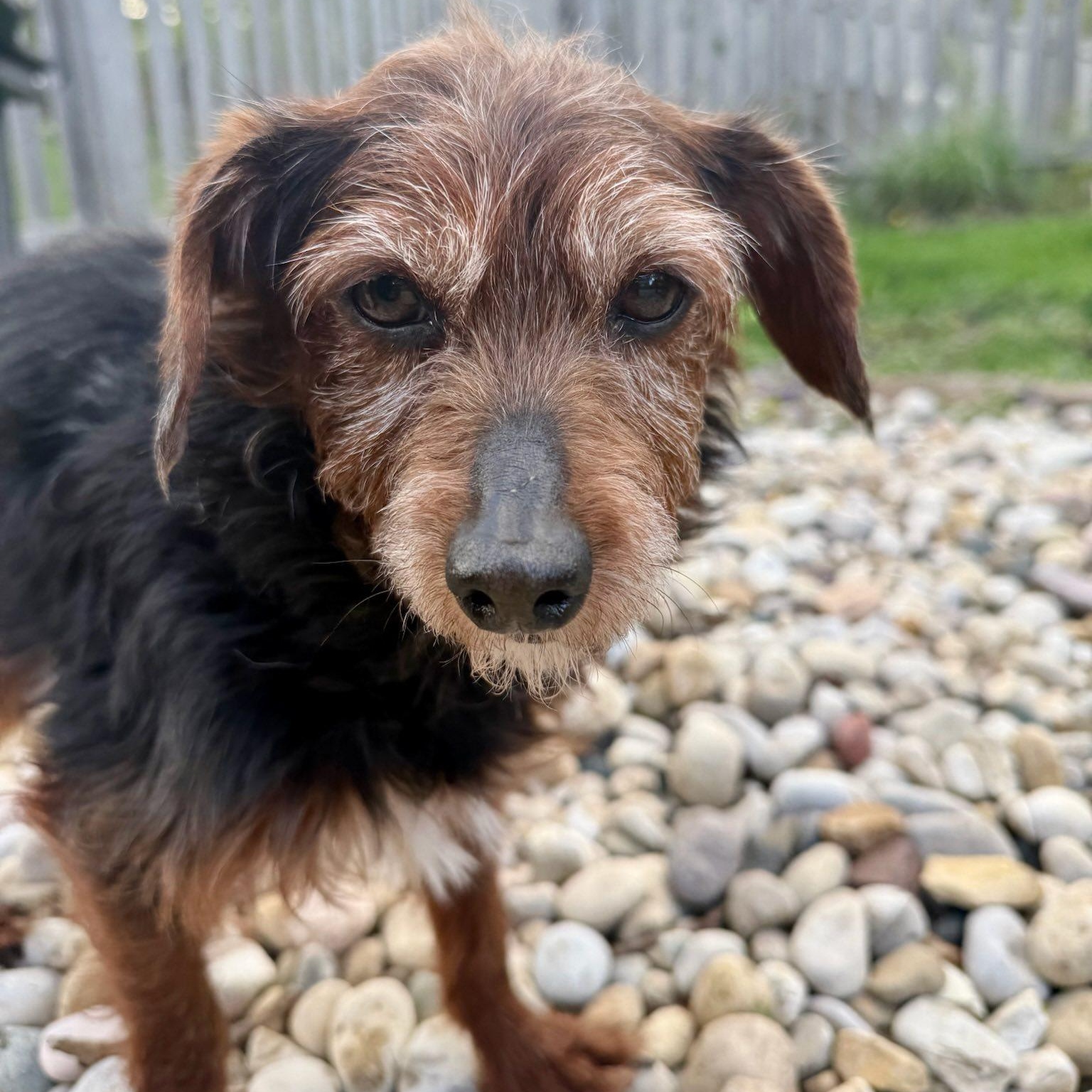 Enlarge Ozark , a Adoptable Yorkie Poo in Hartland, WI image 3/6