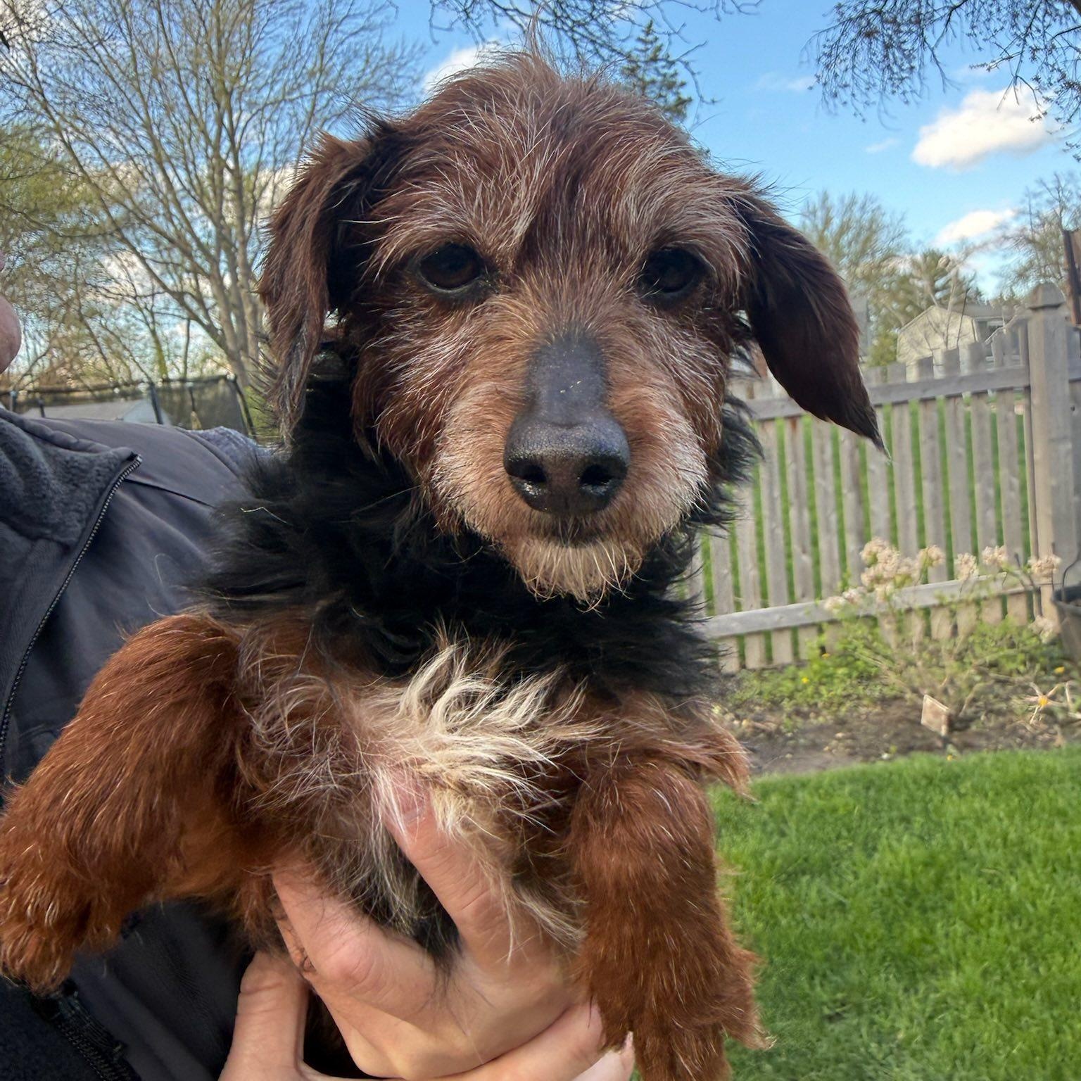 Enlarge Ozark , a Adoptable Yorkie Poo in Hartland, WI image 1/6
