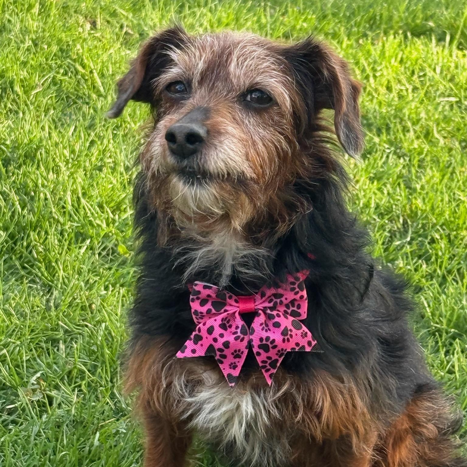 Enlarge Ozark , a Adoptable Yorkie Poo in Hartland, WI image 1/6