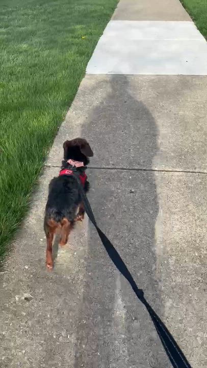 Enlarge Ozark , a Adoptable Yorkie Poo in Hartland, WI video 6/6