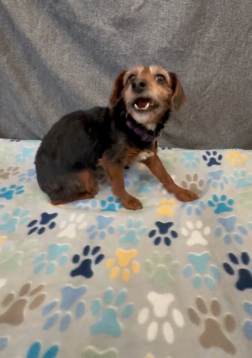 Enlarge Ozark - Foster Home Needed , a Adoptable Yorkie Poo in Hartland, WI video 5/5