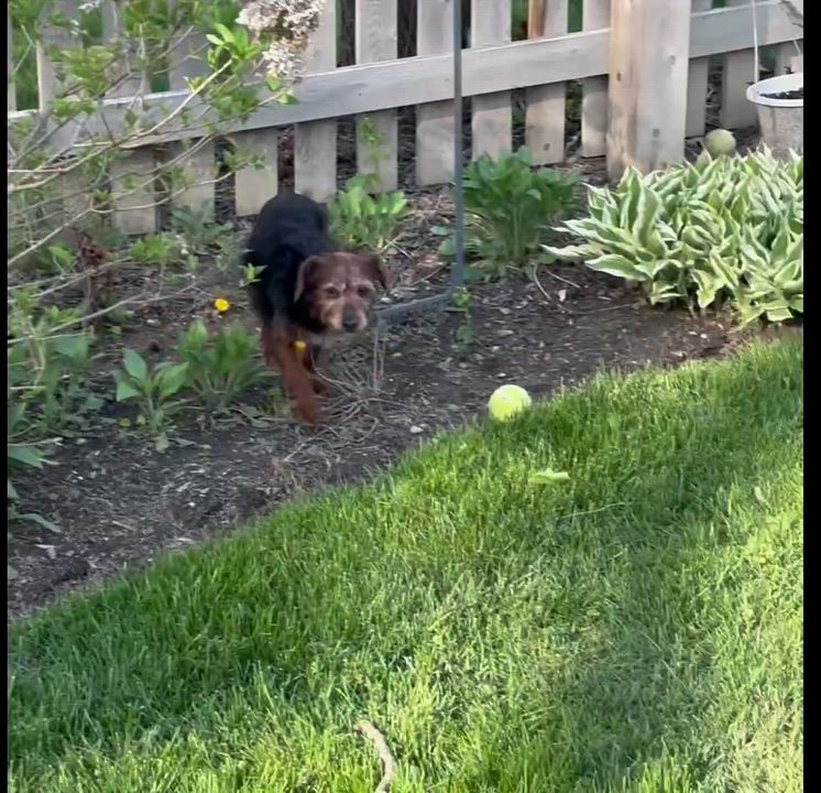 Enlarge Ozark , a Adoptable Yorkie Poo in Hartland, WI video 6/6