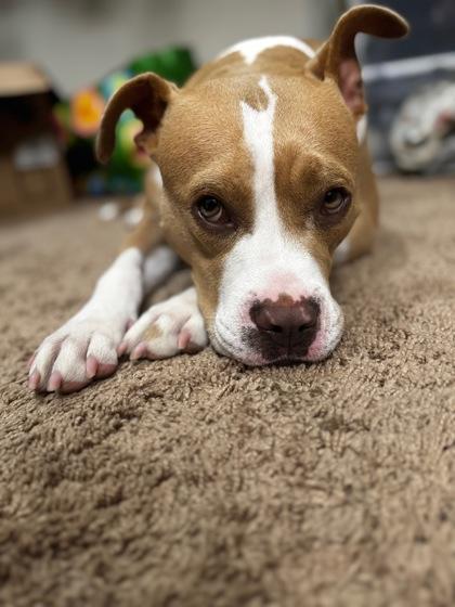 Moxie- IN FOSTER, Adoptable, Adult Female Mixed Breed & Mixed Breed.
