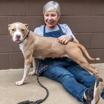Enlarge Moxie- IN FOSTER, a Adoptable Mixed Breed in Chamblee, GA image 1/3