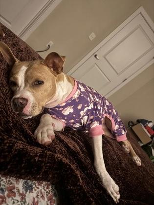 Moxie- IN FOSTER, a Adoptable Mixed Breed in Chamblee, GA image 2/3