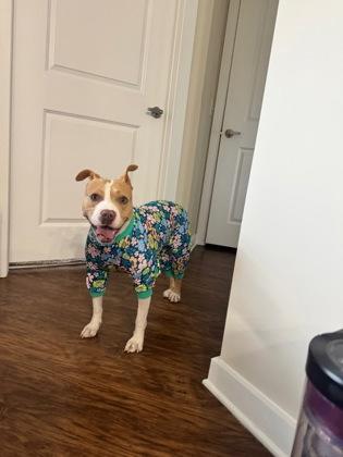 Moxie- IN FOSTER, a Adoptable Mixed Breed in Chamblee, GA image 3/3