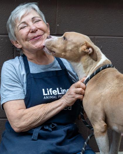 Enlarge Moxie- IN FOSTER, a Adoptable Mixed Breed in Chamblee, GA image 2/3