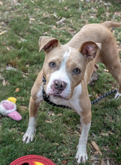 Enlarge Moxie- IN FOSTER, a Adoptable Mixed Breed in Chamblee, GA image 3/3