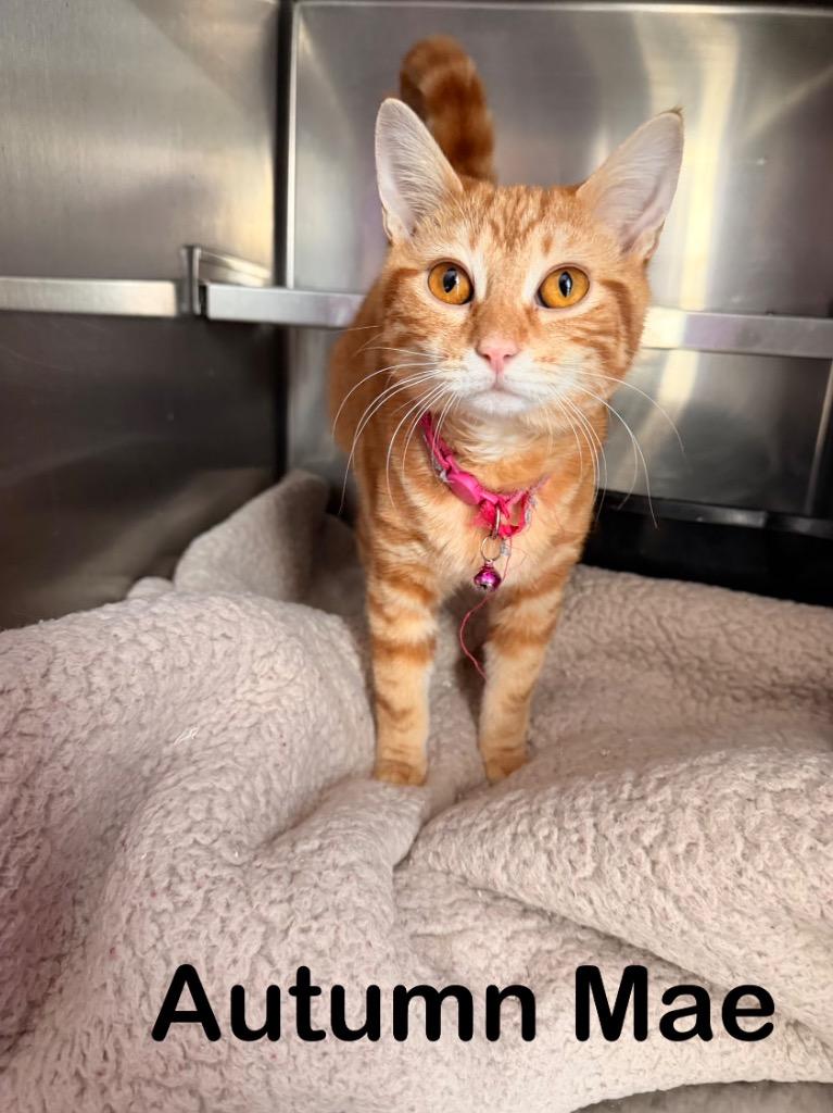 Autumn Mae, Adopted, Young Female Domestic Short Hair.
