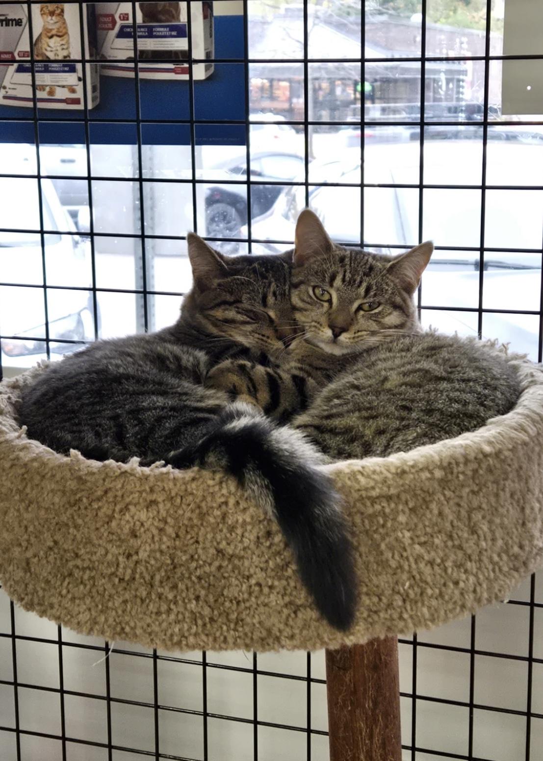 Misty-Pet Valu Port Credit