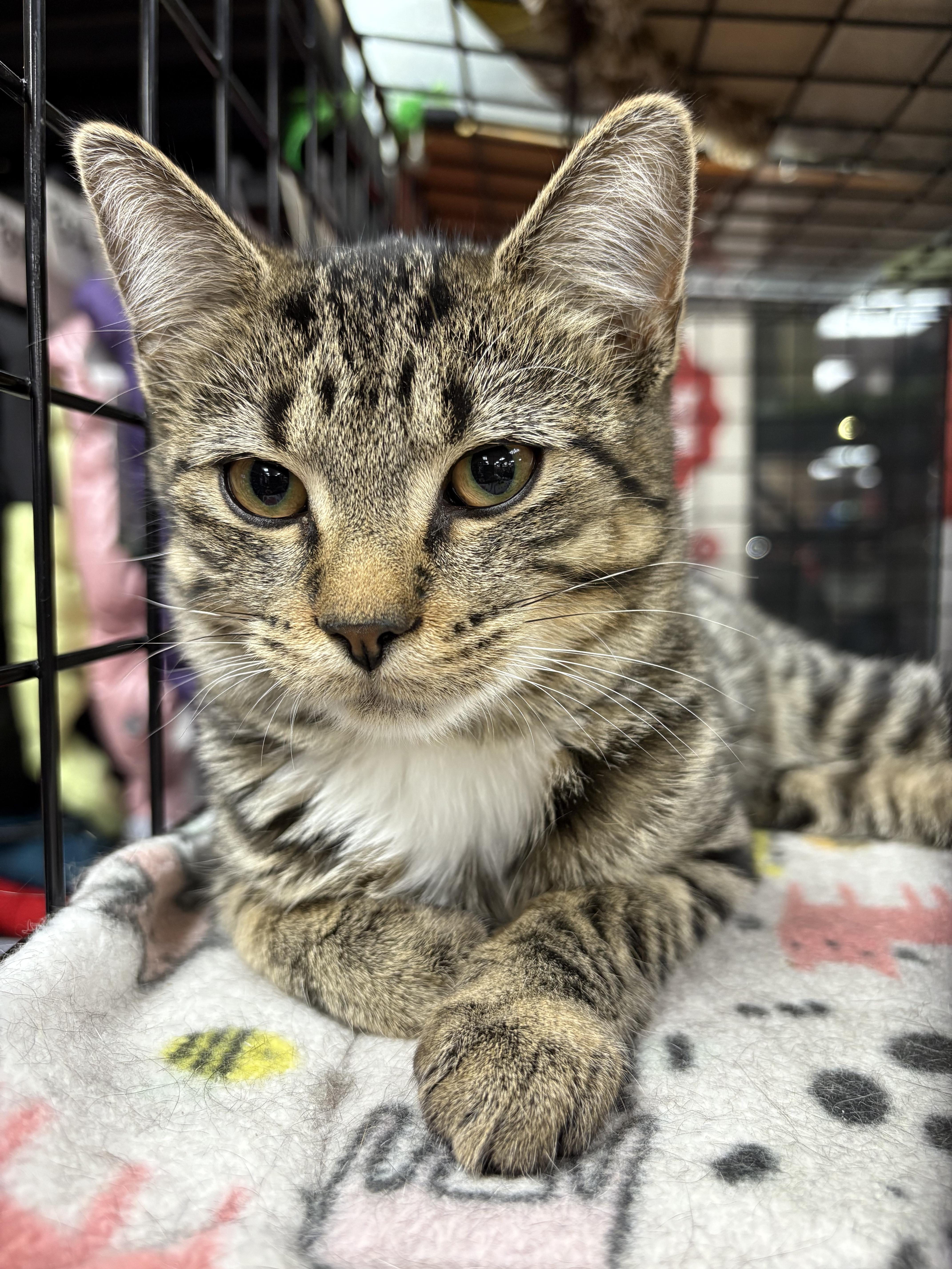 Misty-Pet Valu Port Credit