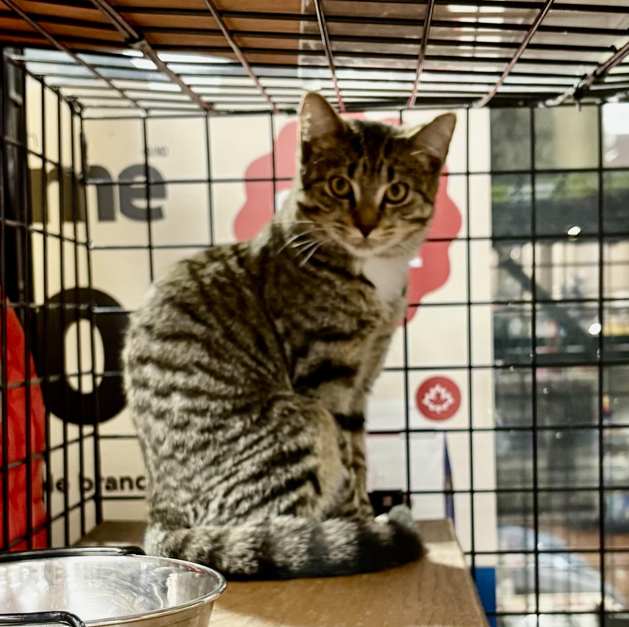 Enlarge Misty-Pet Valu Port Credit, a Adoptable Domestic Short Hair in Mississauga, ON image 5/5