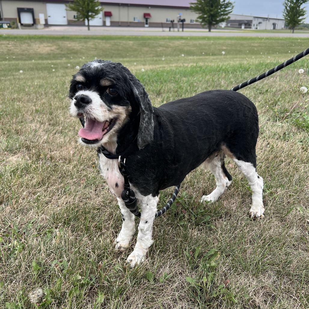 Max, Adoptable, Senior Male Cocker Spaniel.