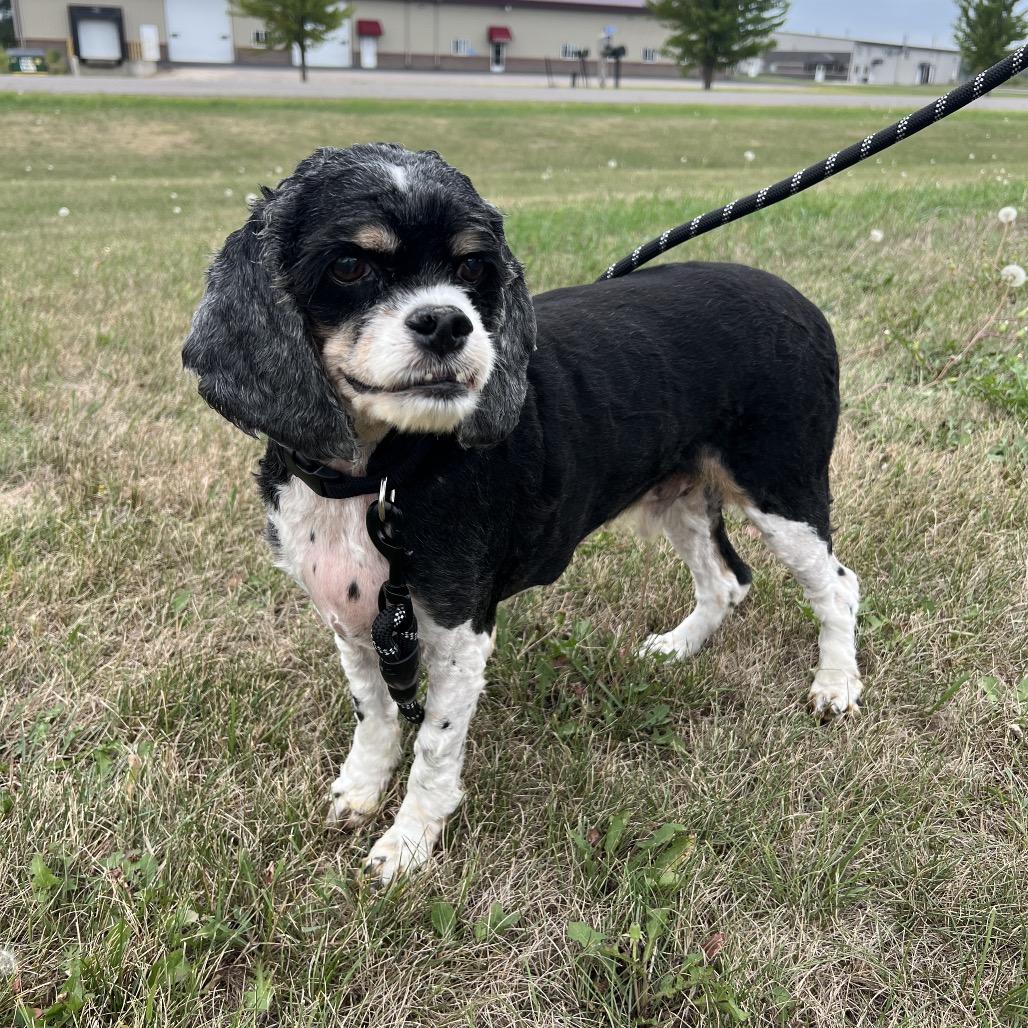 Enlarge Max, a Adoptable Cocker Spaniel in Saint Cloud, MN image 5/6