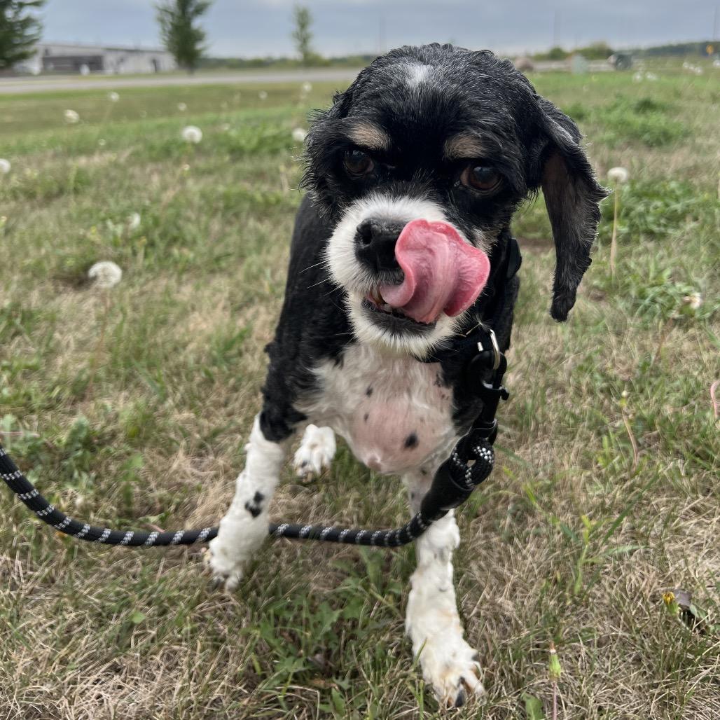 Enlarge Max, a Adoptable Cocker Spaniel in Saint Cloud, MN image 6/6