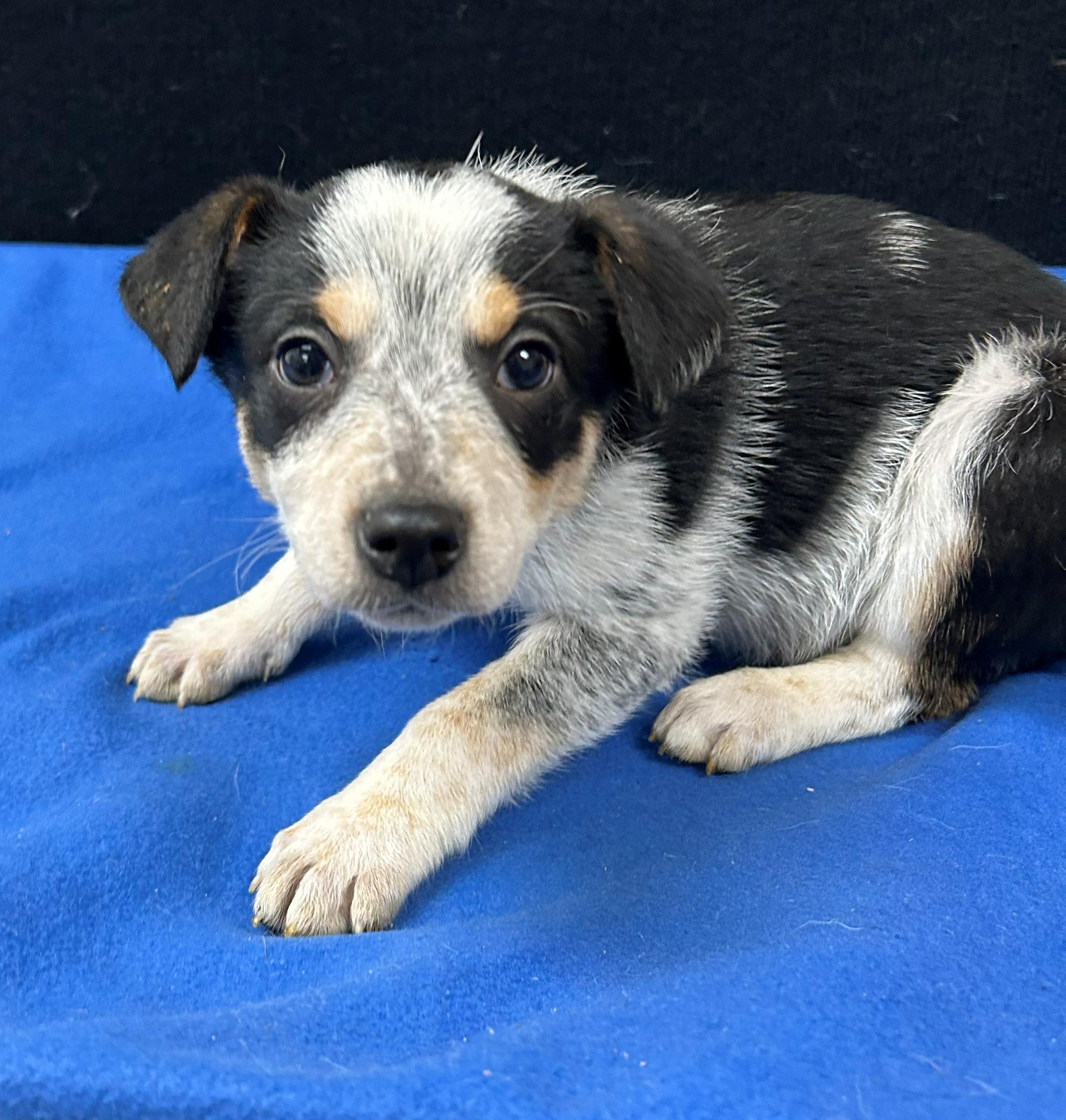 Enlarge Butch, a Adoptable mixed breed in Neillsville, WI image 4/5