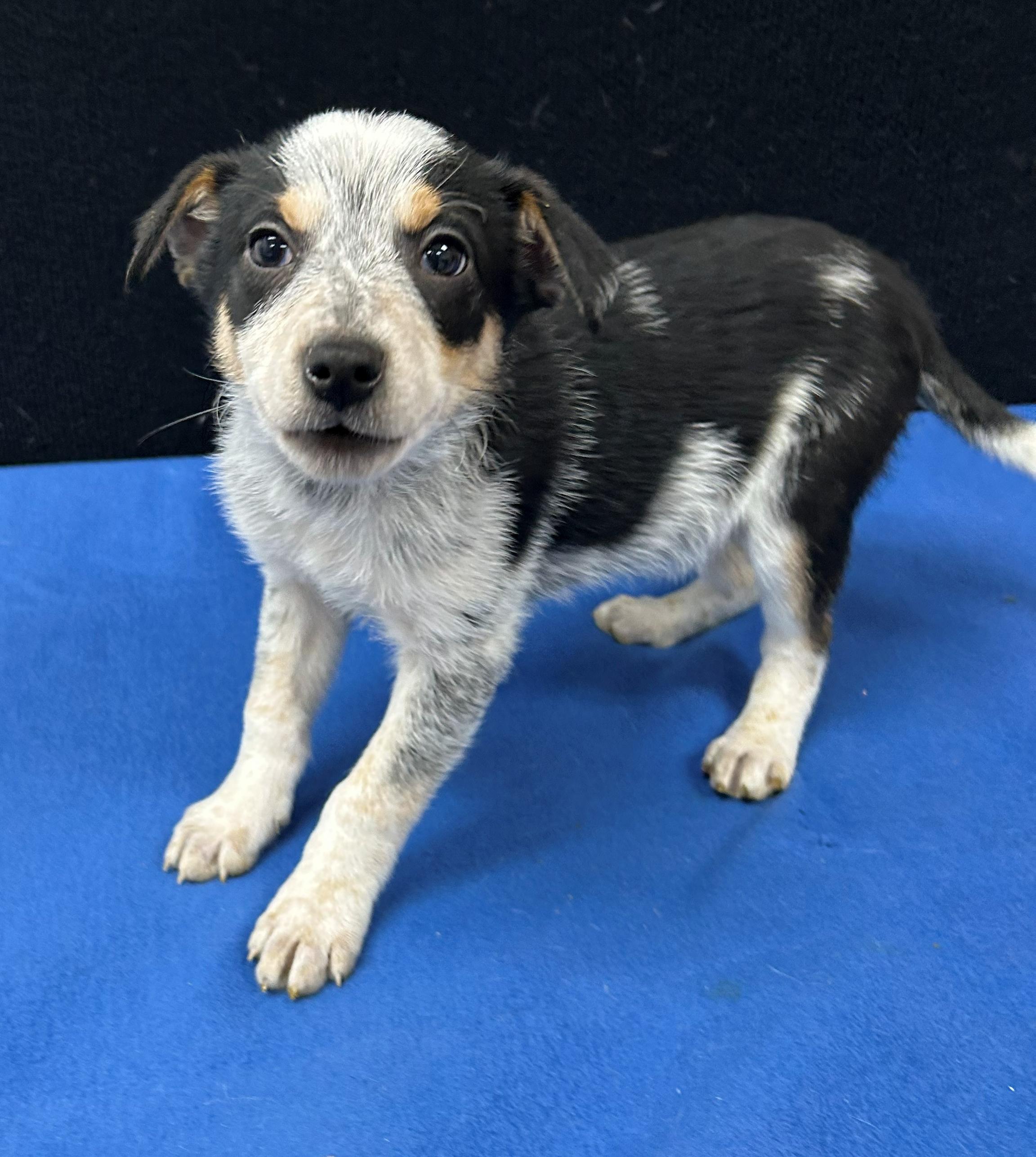 Enlarge Butch, a Adoptable mixed breed in Neillsville, WI image 3/5