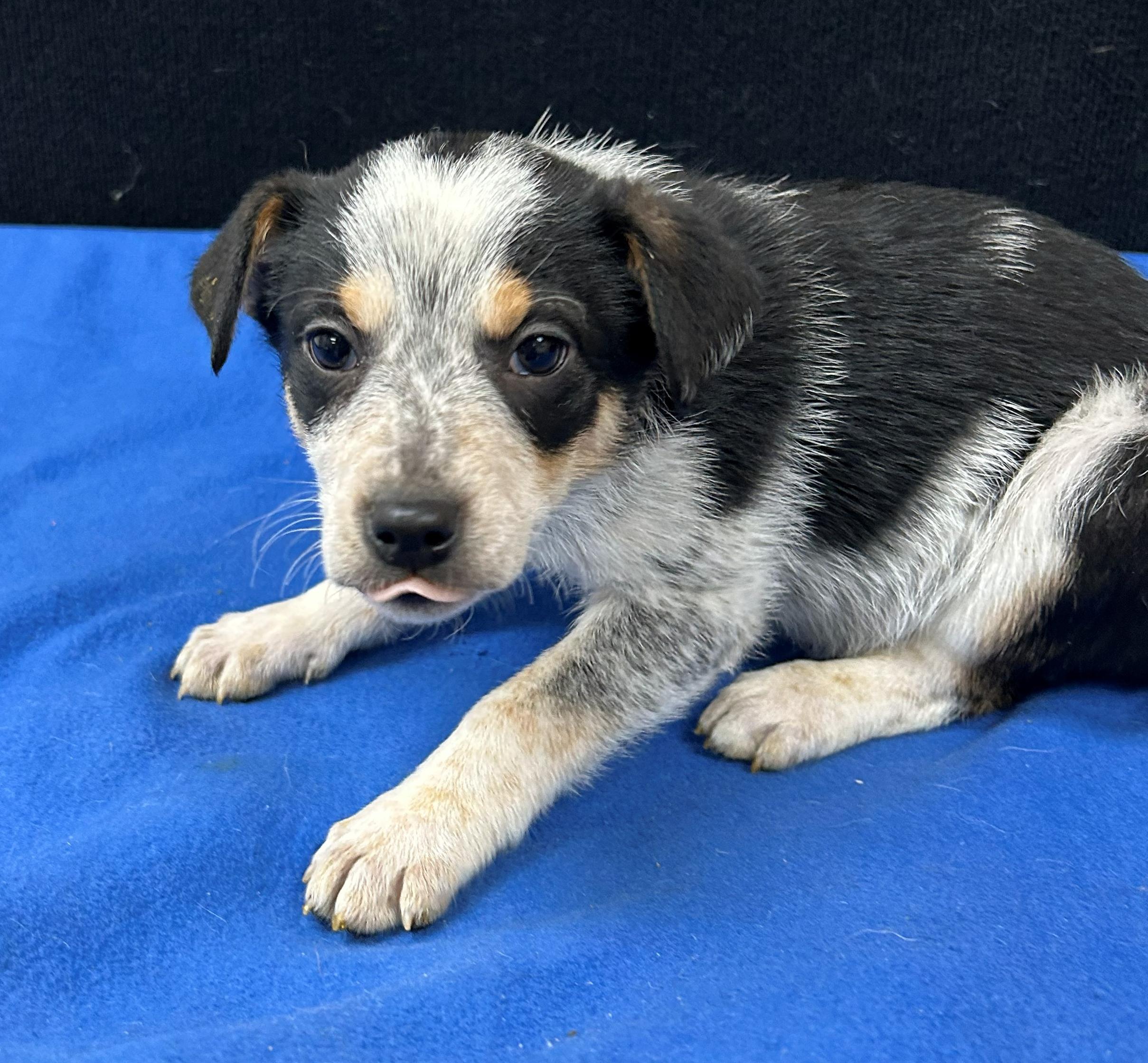 Enlarge Butch, a Adoptable mixed breed in Neillsville, WI image 5/5