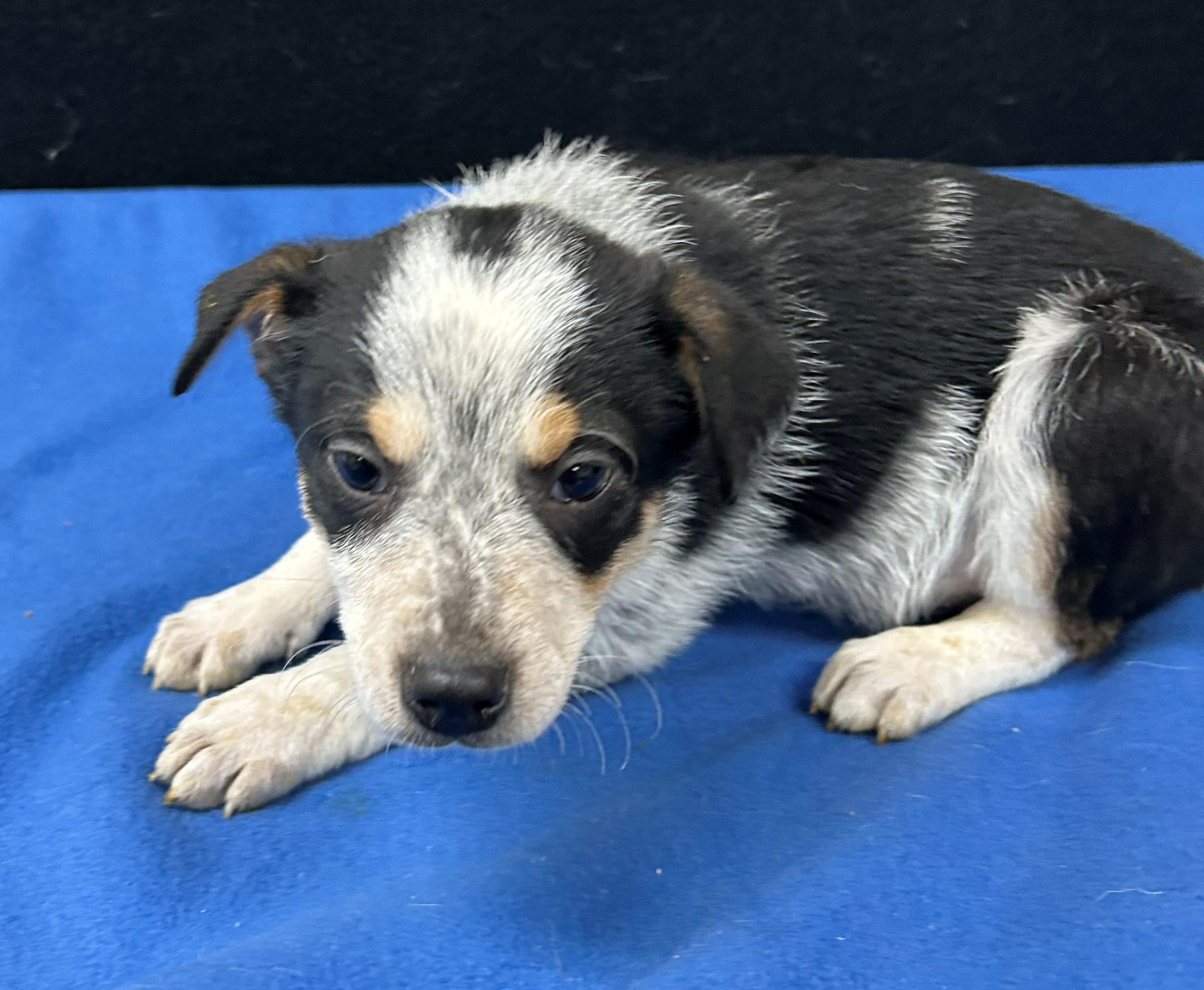 Enlarge Butch, a Adoptable mixed breed in Neillsville, WI image 2/5