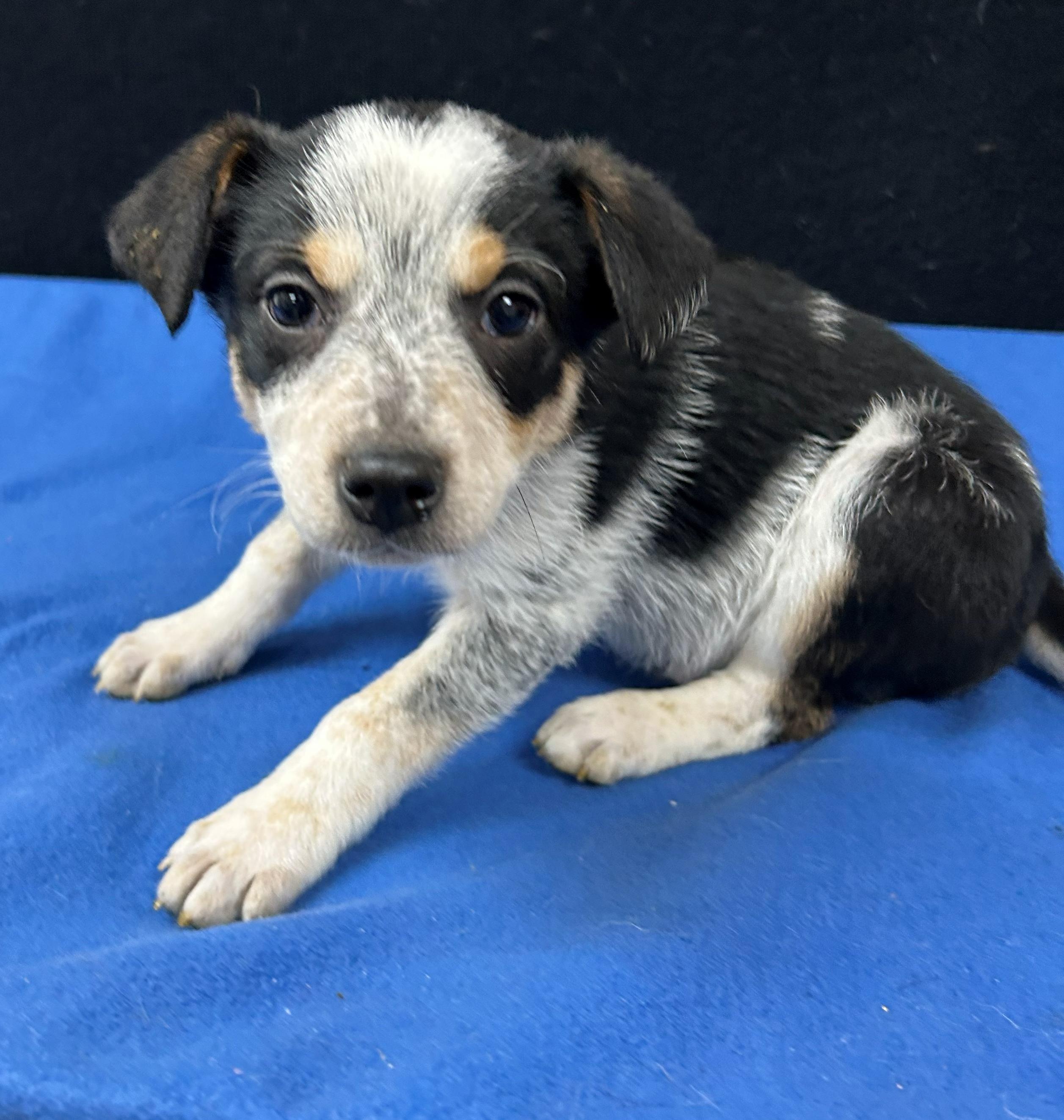Butch, Adoptable, Puppy Male Australian Cattle Dog / Blue Heeler.