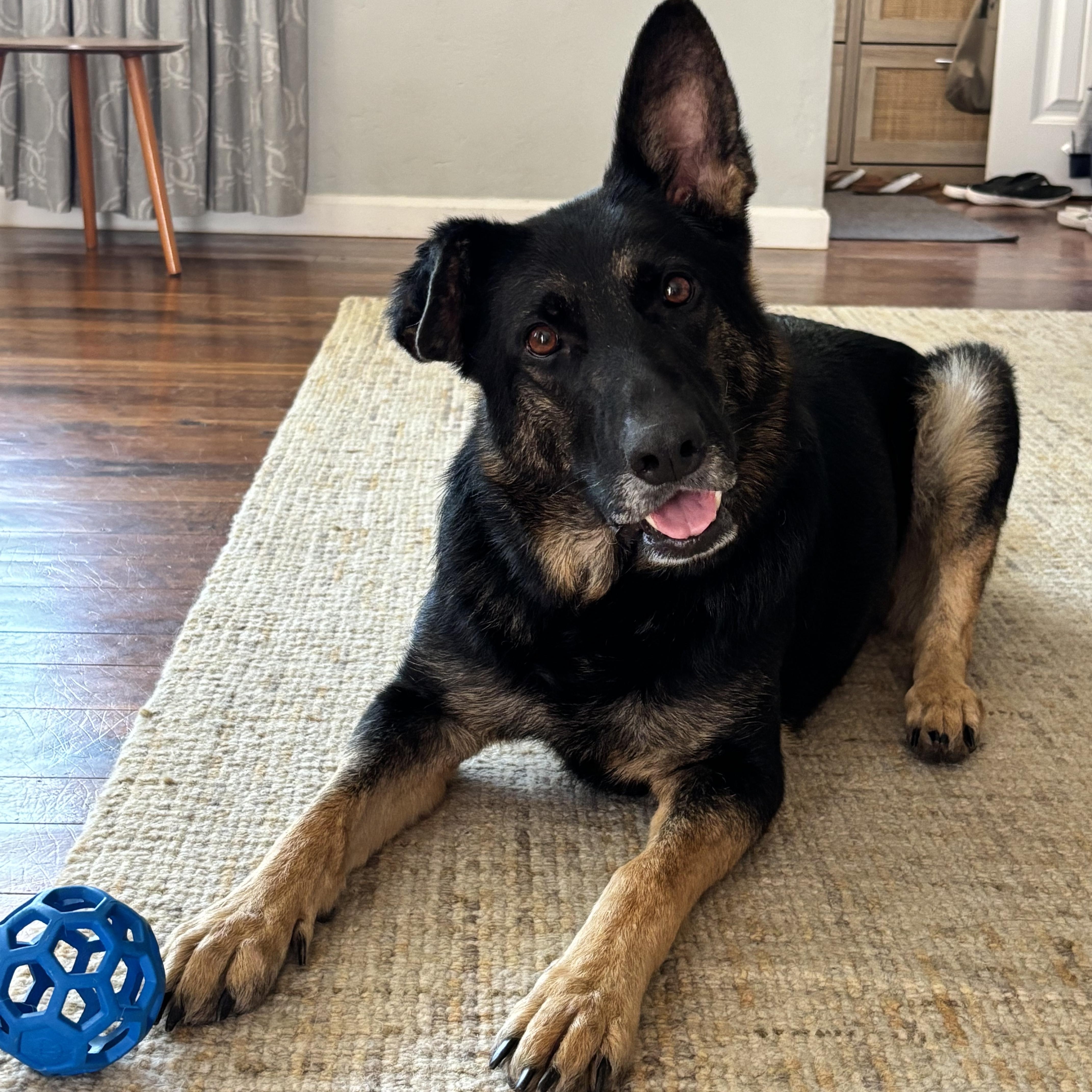 Enlarge Quinn, a ADOPTABLE mixed breed in Torrance, CA image 4/6