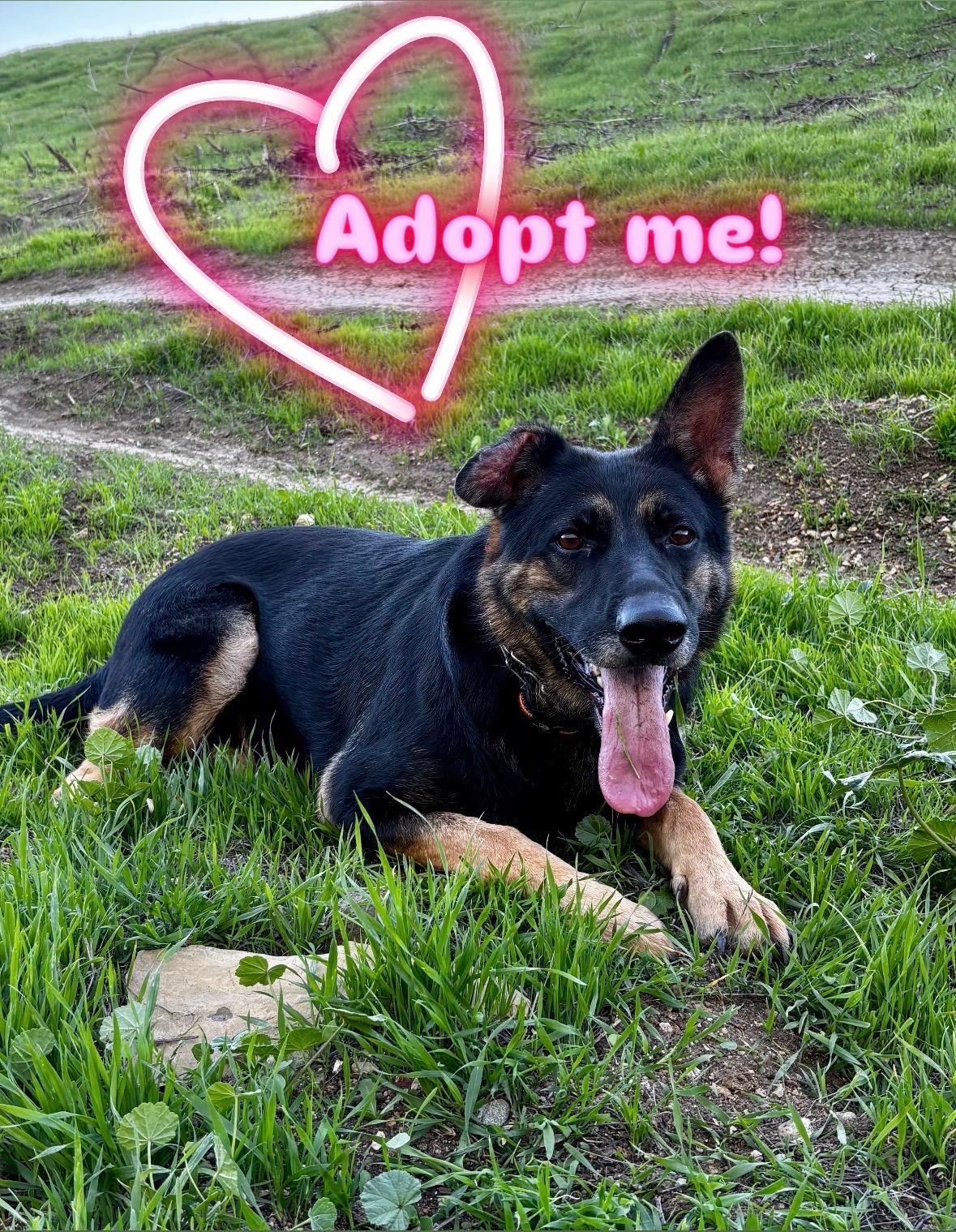 Quinn, ADOPTABLE, Adult Female German Shepherd Dog.