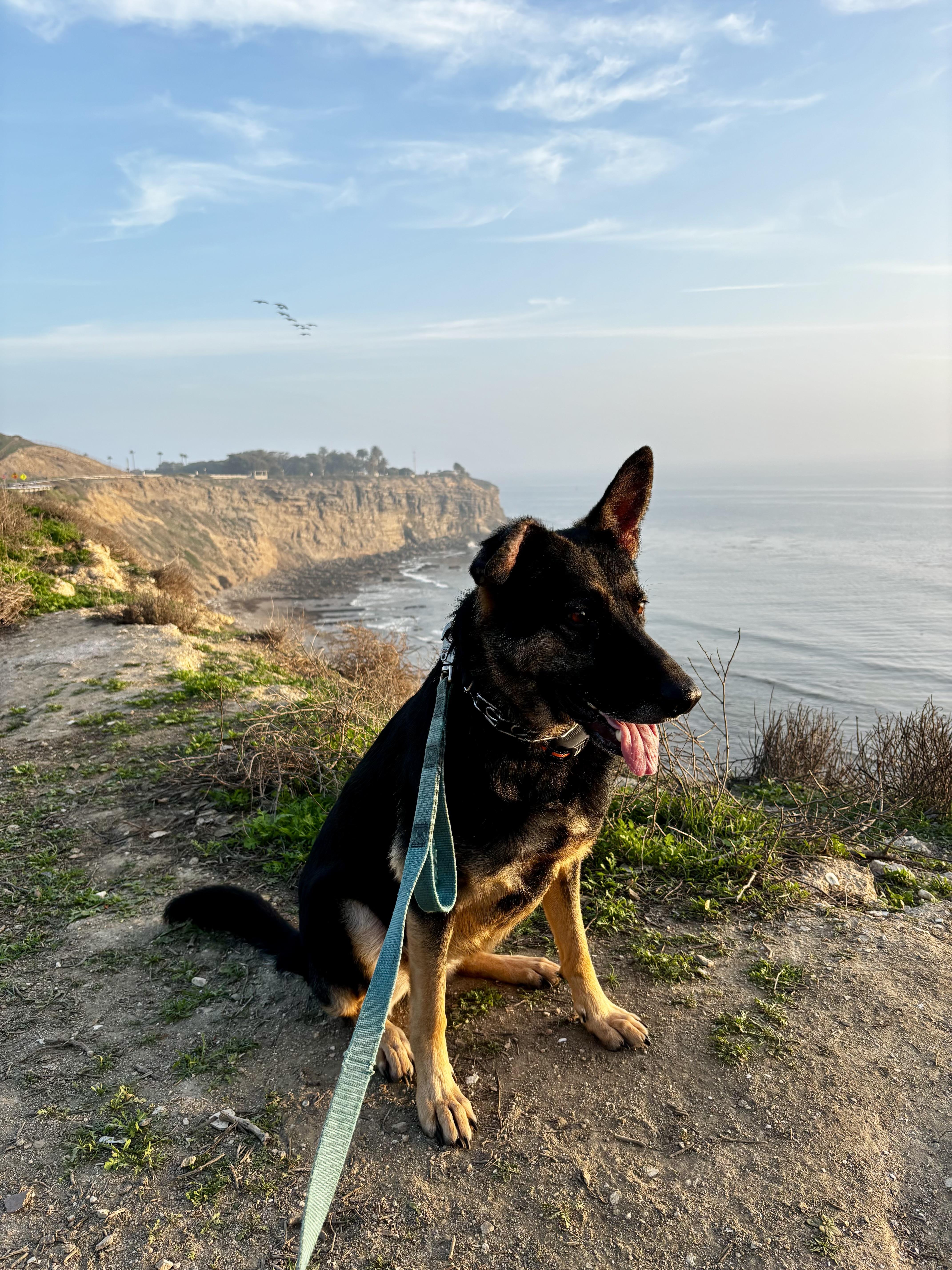 Enlarge Quinn, a ADOPTABLE mixed breed in Torrance, CA image 5/6