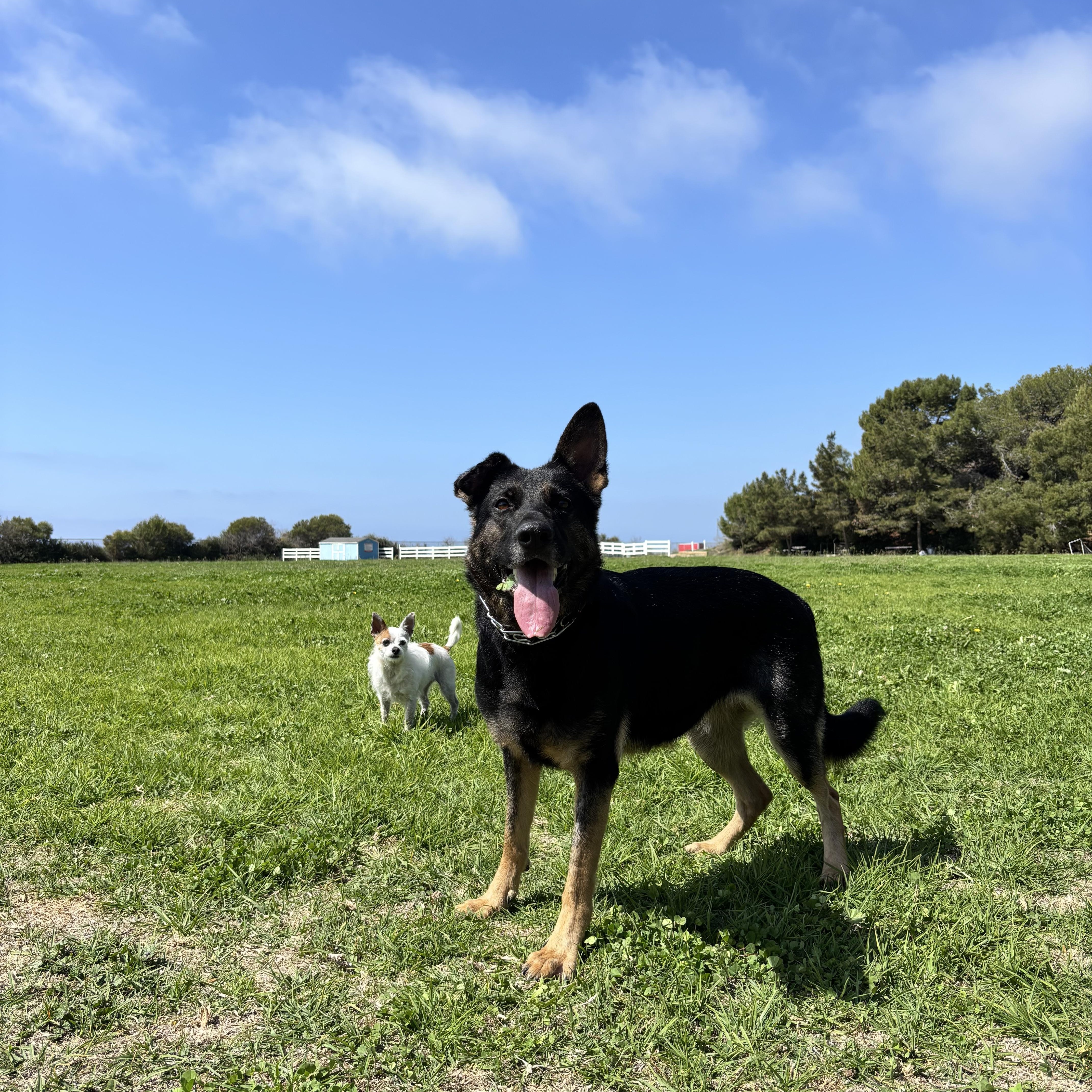 Enlarge Quinn, a ADOPTABLE mixed breed in Torrance, CA image 6/6