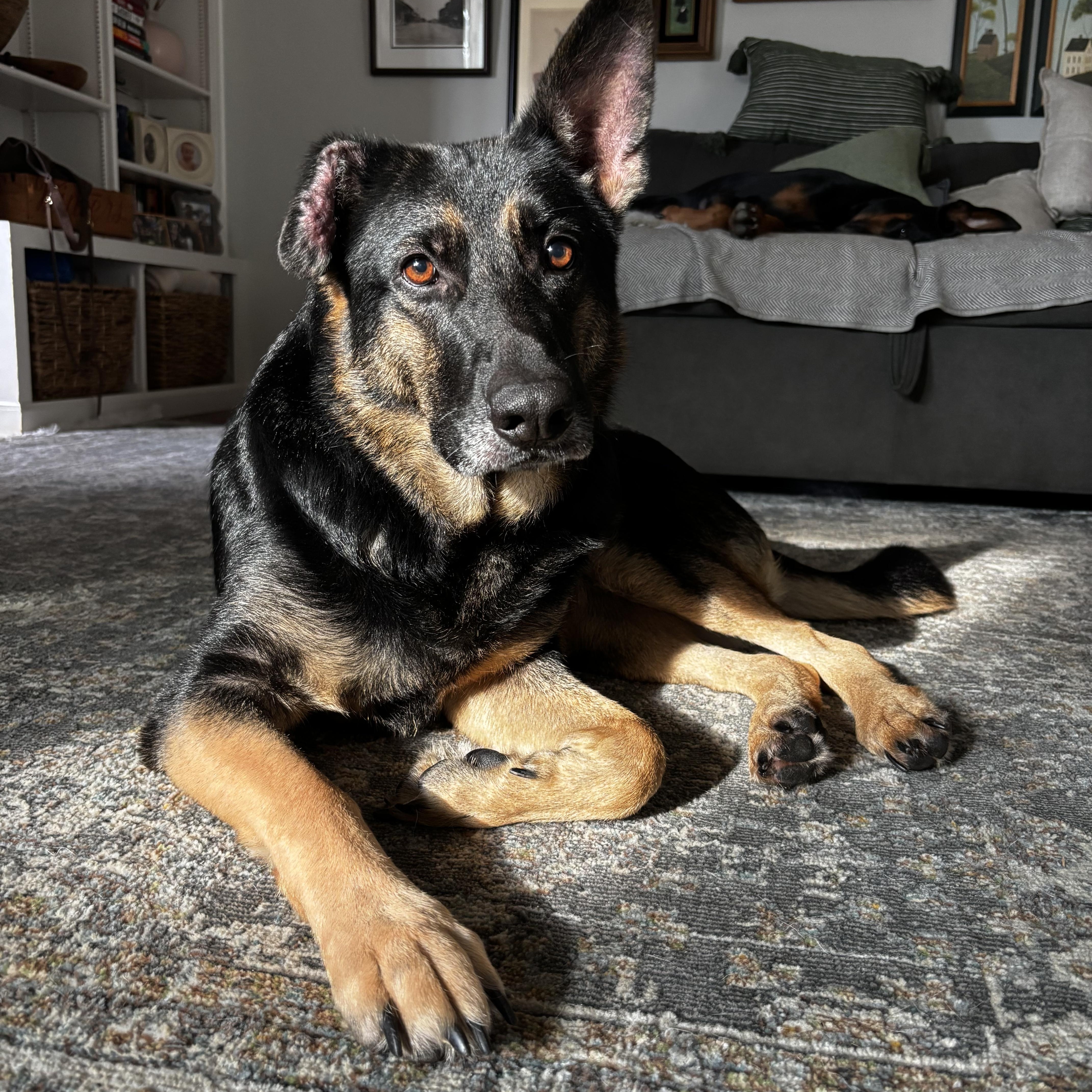 Enlarge Quinn, a ADOPTABLE mixed breed in Torrance, CA image 3/6