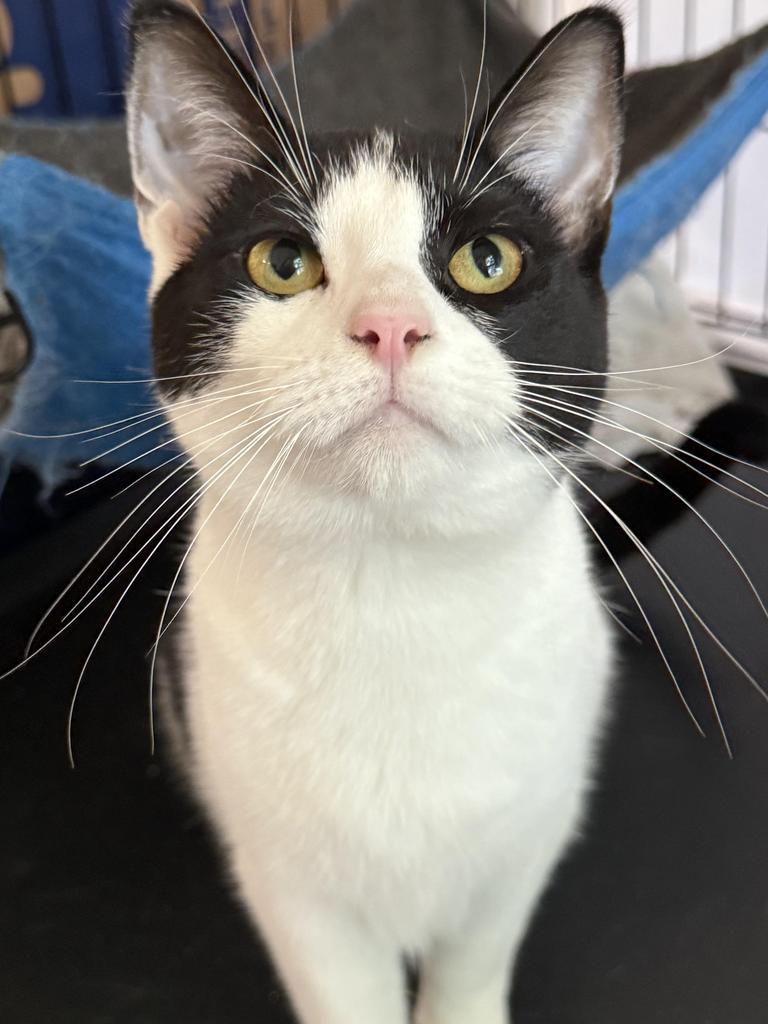 Alice, Adoptable, Young Female Domestic Short Hair.