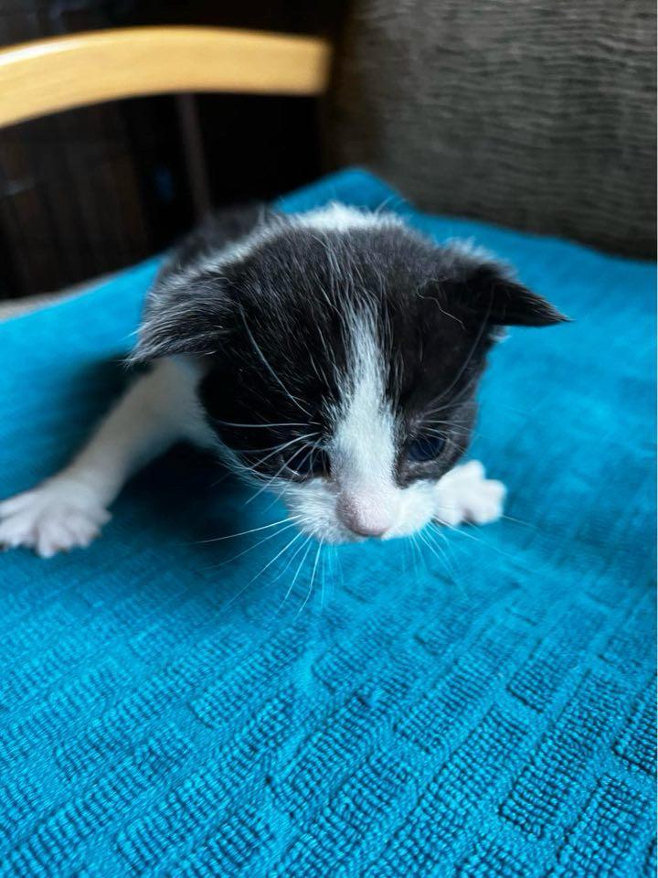 Alice — thumbnail 2