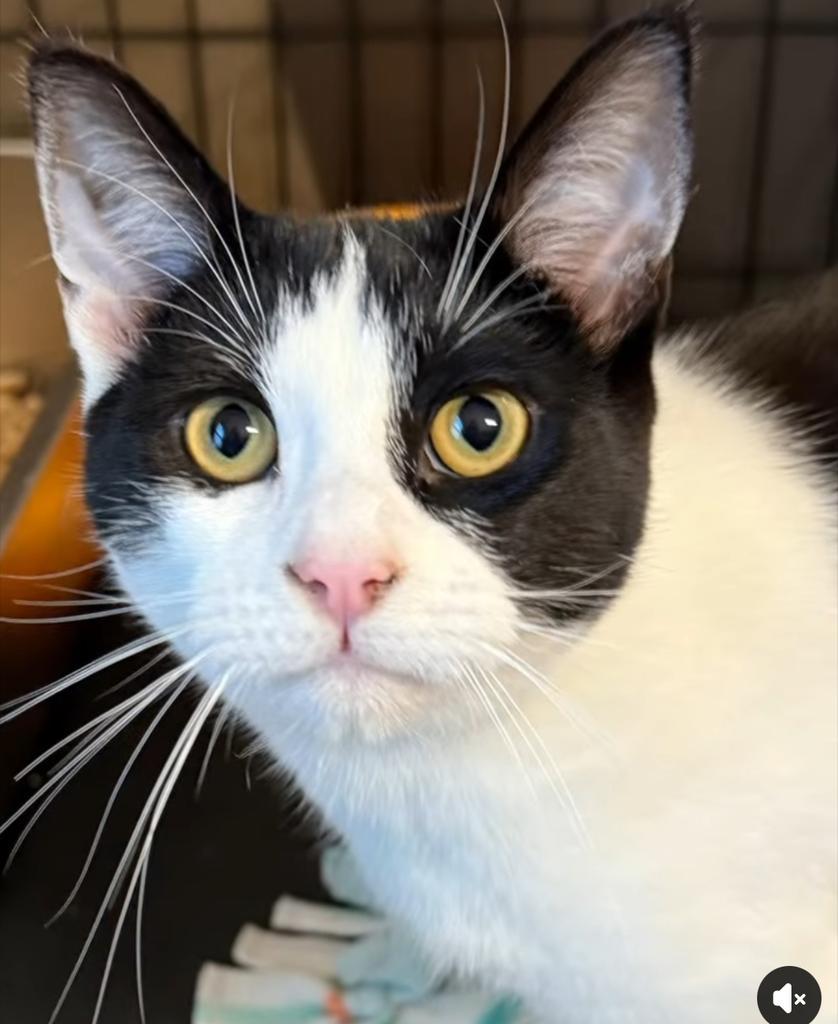 Enlarge Alice, a Adoptable mixed breed in Ontario, OR image 4/4