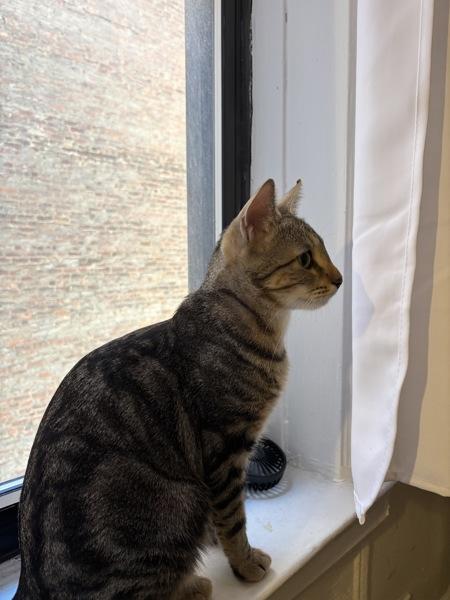 Cardi, a Adoptable mixed breed in New York, NY image 1/6