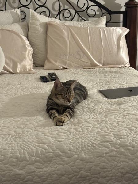 Cardi, a Adoptable mixed breed in New York, NY image 3/6