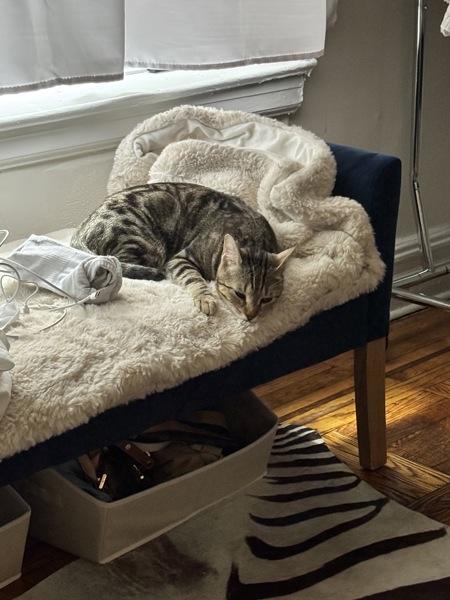 Cardi, a Adoptable mixed breed in New York, NY image 5/6