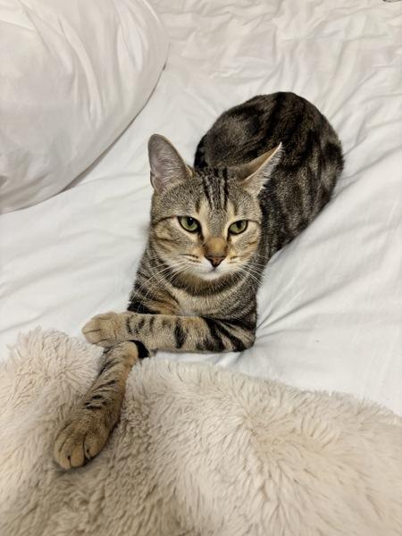 Cardi, a Adoptable mixed breed in New York, NY image 6/6