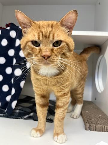 Luigi (ID 46593/1414), Adult Male Domestic Short Hair