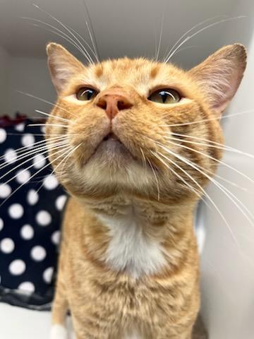 Luigi (ID 46593/1414) photo 3